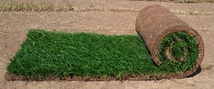 363_rulonnyi.jpg 363_rulonnyi.jpg